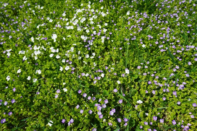 Green ground cover with small white and purple flowers